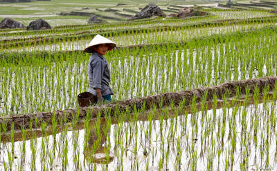 ویتنام صاحب بهترین برنج دنیا شد