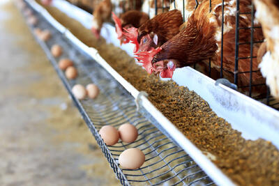 وضعیت قرمز قیمت تولید محصول در مرغداری‌های اردبیل