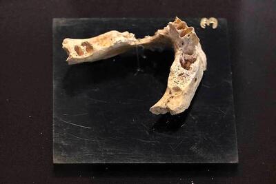 (عکس) کشف فک و دندان انسان نئاندرتال متعلق به ۱۷۵ هزار سال قبل در قزوین