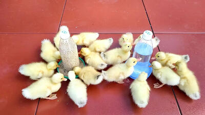 (ویدئو)  نحوه ساخت آسان دستگاه جوجه کشی 18 عددی برای تخم اردک با یونولیت و لامپ
