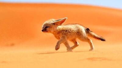 (ویدیو) کوچکترین و زیباترین روباه جهان