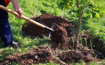 اگر بهبود وضع آب می‌خواهیم درخت بکاریم