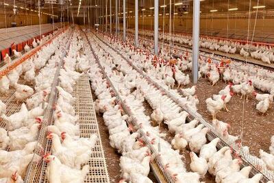 افزایش 22 درصدی جوجه ریزی در مرغداری‌های خوزستان
