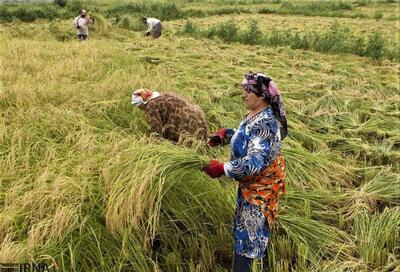 روزانه ۵۰۰۰ تن برنج توسط تجار و بازرگانان خریداری می‌شود