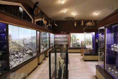 بازدید از موزه تاریخ طبیعی زنجان به مدت ۴ روز رایگان می‌شود