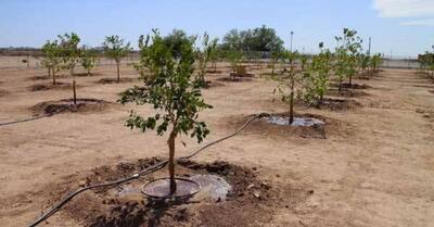 آخرین اقدامات انجام شده برای اجرای طرح یک میلیارد اصله درخت