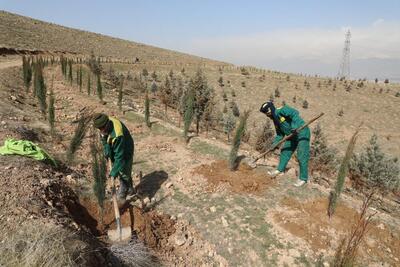 کاشت ۱۰ هزار اصله درخت در نجف‌آباد