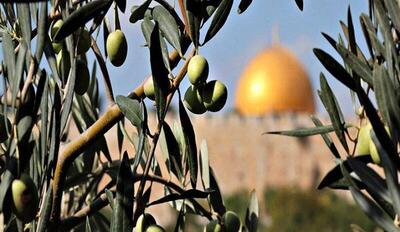 درخت صبر؛ شعری برای فلسطین