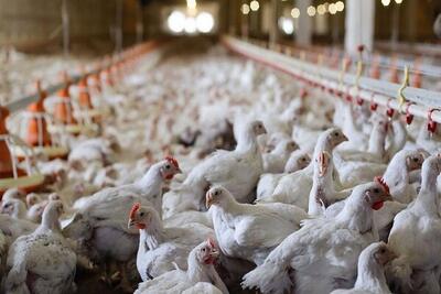 افزایش ظرفیت مرغداری‌های گوشتی خوزستان به بیش از ۳.۲ میلیون قطعه