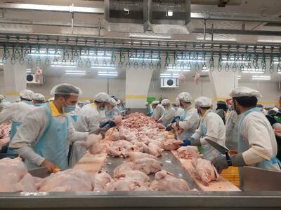 ۲۵۰۰تن گوشت مرغ برای کهگیلویه و بویراحمد تامین شده است