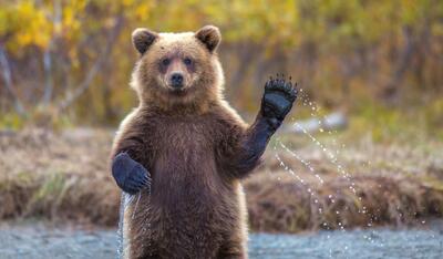 این خرس در دنیای واقعی کنگ فو کار است+فیلم