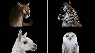 حیوانات را از نمایی متفاوت ببینید + عکس