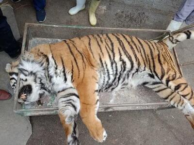قصور در باغ‌وحش مشهد جان یک قلاده ببر را گرفت | رویداد24
