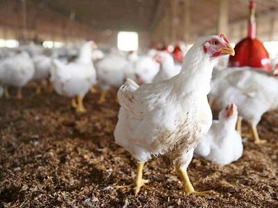 نرخ مرغ کشتار روز در مازندران ۷۷ هزار تومان است