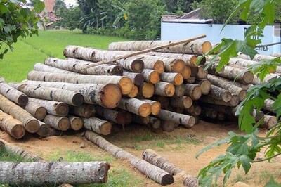سالانه ۱۵ میلیون مترمکعب چوب مورد نیاز کشور است