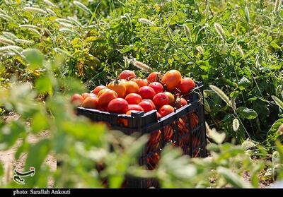 ارزش افزوده بخش کشاورزی در استان کرمان پایین است - تسنیم