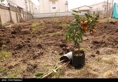آغاز کاشت یکصد هزار درخت در روز درختکاری در استان هرمزگان- فیلم دفاتر استانی تسنیم | Tasnim