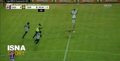 توقف بازی توسط سگ بازیگوش در لیگ مکزیک!