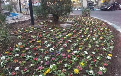 معابر و بوستان‌های منطقه ۲ تهران  با گل‌های پامچال و بنفشه گلکاری شد