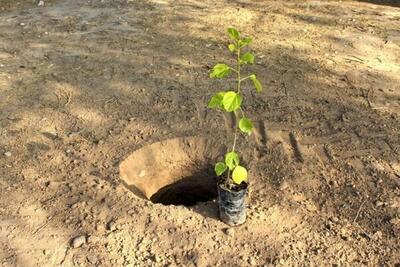 حسینی: درختکاری به بیش از ۸۵ هزار دانش‌آموز فارس آموزش داده شد