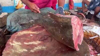 (ویدئو) تکنیک منحصر به فرد ماهیگیر هندی در بُرش زدن ماهی 36 کیلوگرمی