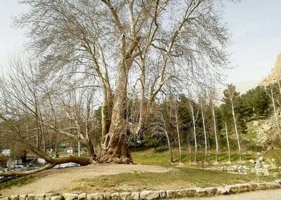 درخت 602 ساله «شیرین و فرهاد» چگونه به روزگار ما رسید؟