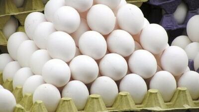 صادرات تخم مرغ افزایش یافت