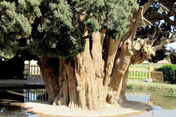زیباترین درخت ایران | عکس