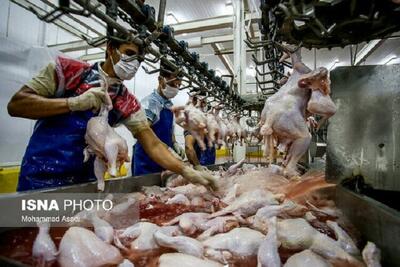 ۳۶۰۰ تن گوشت مرغ در خراسان شمالی تولید می‌شود