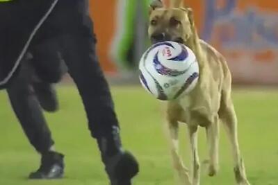 ویدیو/ سگ بازیگوش در لیگ مکزیک