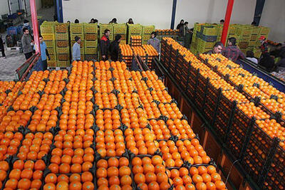 توزیع ۵۰۶ تن میوه شب عید در اردبیل