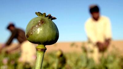 طالبان و مواد مخدر در افغانستان؛ «از تداوم کشت خشخاش تا افزایش تولید مواد مخدر صنعتی» / گزارش شفقنا افغانستان | خبرگزاری بین المللی شفقنا