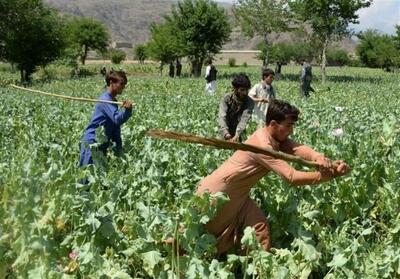 تخریب 200 جریب کشتزار خشخاش در ولایات جنوبی افغانستان - تسنیم