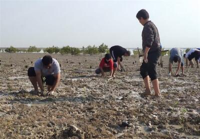 تولید و کشت 550 هزار نهال حرا در سواحل جنوب استان بوشهر - تسنیم