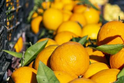 برومندی: صادرات پرتقال ادامه دارد