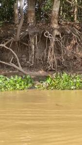 (ویدئو) وقتی جگوار با یک شیرجه تمساح را شکار می‌کند