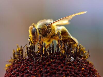 چرا زنبور‌های عسل ملکه دارند و چرا برخی از زنبور‌ها اصلا ملکه ندارند؟