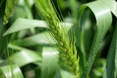 425 هکتار مزارع گندم قائم‌شهر سبز شد