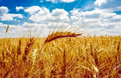 حدود ۶ میلیون هکتار از مزارع کشور زیر کشت گندم قرار دارد