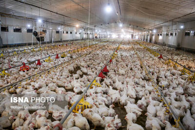 معدوم‌سازی ۲۰ هزار قطعه مرغ گوشتی به دلیل ابتلا به بیماری نیوکاسل در مه ولات