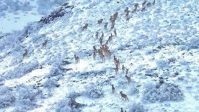 منظره باورنکردنی از پارک ملی گلستان (فیلم)