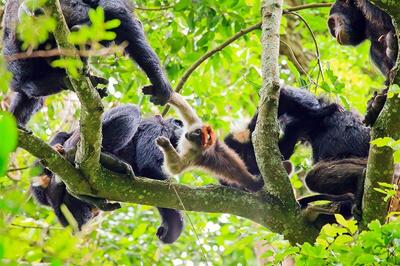 تنبیه یک شامپانزه توسط مادرش به یک دلیل سنگ زدن به مردم (فیلم)