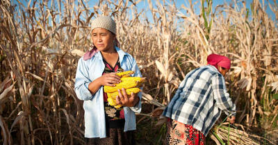 فائو: قیمت غذا برای هفتمین ماه متوالی کاهش یافت