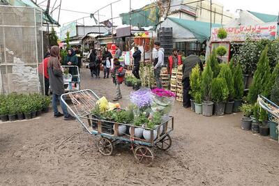 کاهش ۴۰ درصدی خرید گل شاخه‌ای در آستانه نوروز/ بازار لوازم جانبی گل و گیاه پرفروغ است | اقتصاد24