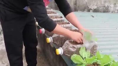 (ویئو) نحوه کشت و پرورش سبزیجات در خانه با کمک بطری پلاستیکی