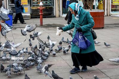 (تصاویر) کبوترهای میدان شهرداری رشت