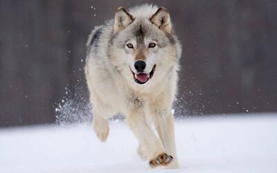 ردگیری گرگ ها در برف با پهپاد (فیلم)