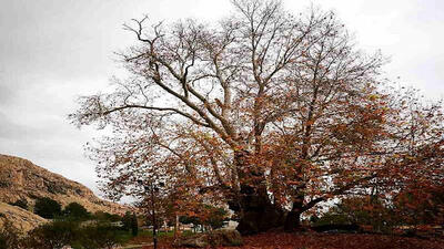 درخت کهنسال شیرین و فرهاد 602 ساله شد