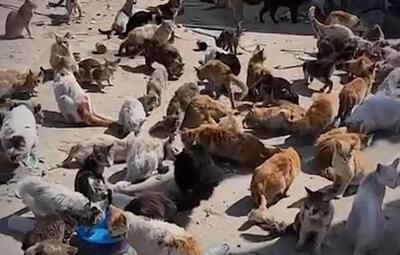 ببینید / تجمع بزرگ گربه‌های گرسنه به‌دنبال غذا در جنوب غزه