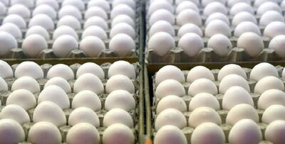 تخم مرغ با قیمت کمتر از نرخ مصوب به بازار عرضه می‌شود